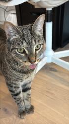 Shelter Stray Male Cat last seen Near E 110 Street, NEW YORK, NY, 10029, 326 E 110th St, New York, NY 10029, USA