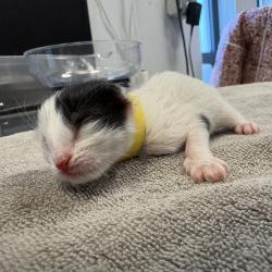 Shelter Stray Female Cat last seen Apt 2A,3461 Wilson Avenue, BRONX, NY, 10469, 326 E 110th St, New York, NY 10029, USA