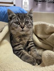 Shelter Stray Female Cat last seen NE Fourth Plain Blvd & NE 182nd Ave, VANCOUVER, WA, 98682, 1100 NE 192nd Ave, Vancouver, WA 98684, USA
