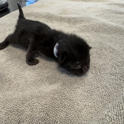 Shelter Stray Female Cat last seen Apt 2A,3461 Wilson Avenue, BRONX, NY, 10469, 326 E 110th St, New York, NY 10029, USA