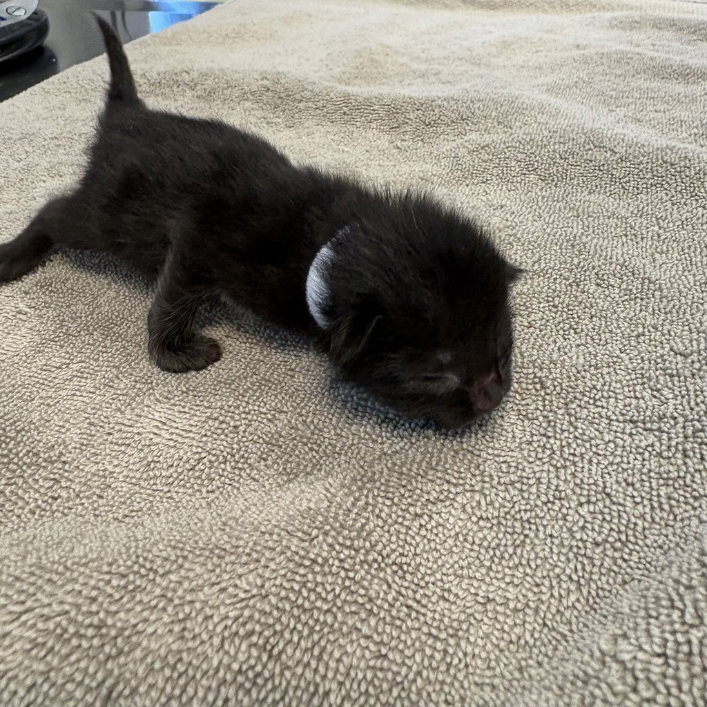 Shelter Stray Female Cat last seen Apt 2A,3461 Wilson Avenue, BRONX, NY, 10469, 326 E 110th St, New York, NY 10029, USA