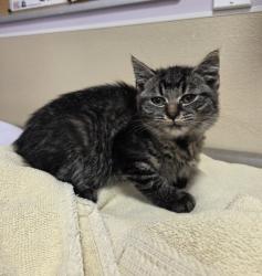 Shelter Stray Female Cat last seen NE Fourth Plain Blvd & NE 182nd Ave, VANCOUVER, WA, 98682, 1100 NE 192nd Ave, Vancouver, WA 98684, USA