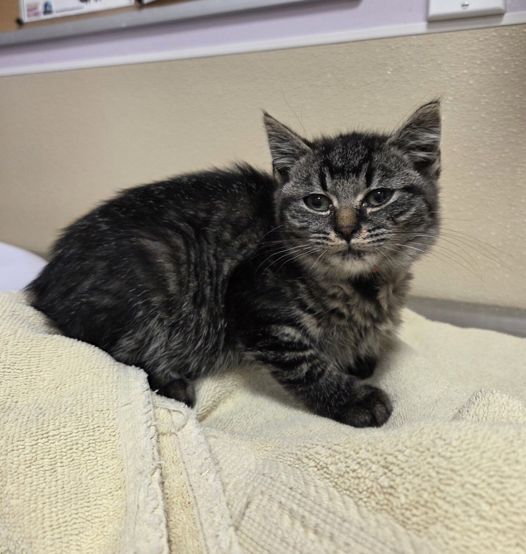 Shelter Stray Female Cat last seen NE Fourth Plain Blvd & NE 182nd Ave, VANCOUVER, WA, 98682, 1100 NE 192nd Ave, Vancouver, WA 98684, USA