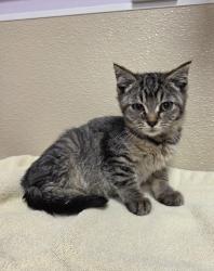 Shelter Stray Female Cat last seen NE Fourth Plain Blvd & NE 182nd Ave, VANCOUVER, WA, 98682, 1100 NE 192nd Ave, Vancouver, WA 98684, USA