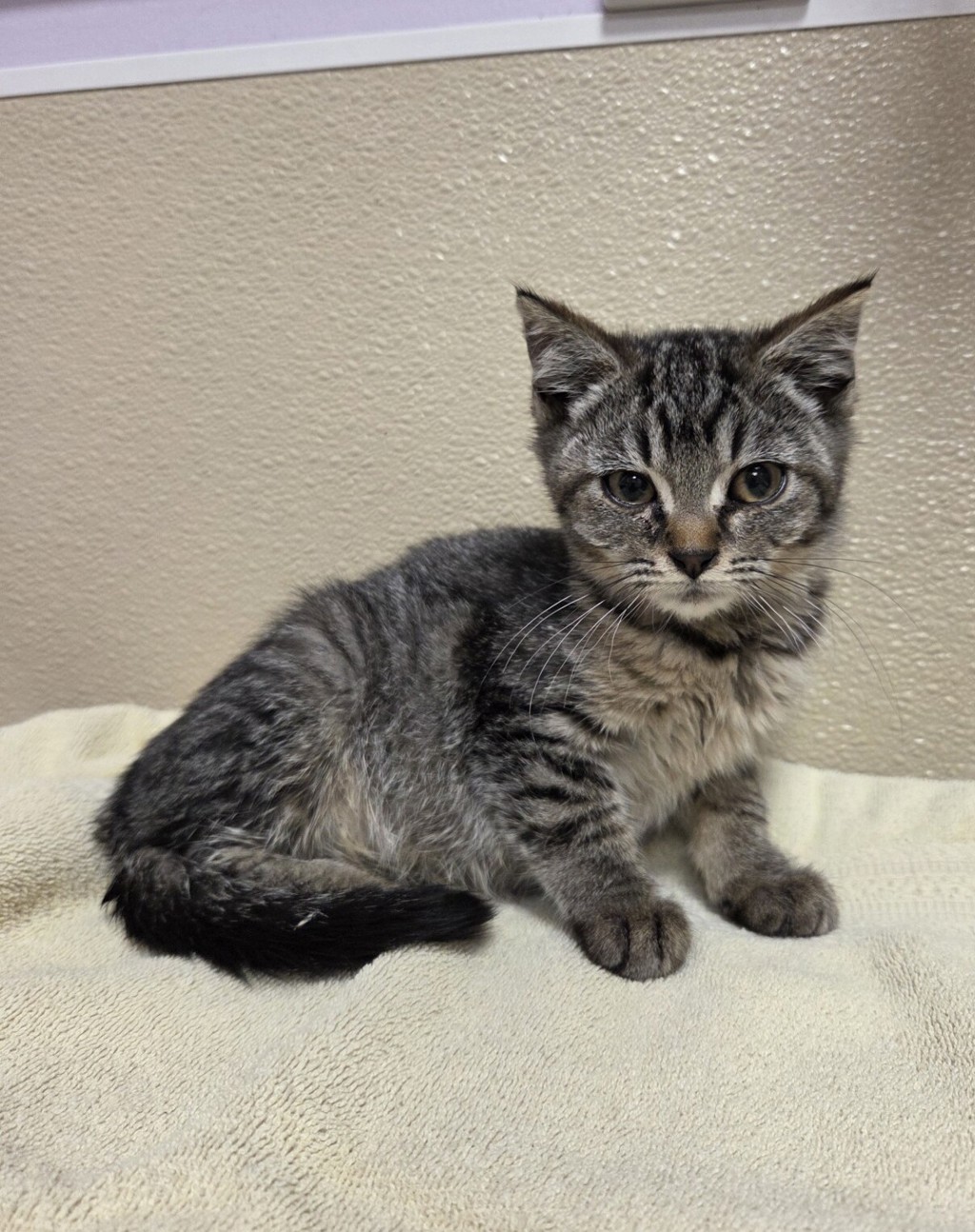 Shelter Stray Female Cat last seen NE Fourth Plain Blvd & NE 182nd Ave, VANCOUVER, WA, 98682, 1100 NE 192nd Ave, Vancouver, WA 98684, USA