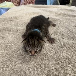 Shelter Stray Male Cat last seen Apt 2A,3461 Wilson Avenue, BRONX, NY, 10469, 326 E 110th St, New York, NY 10029, USA