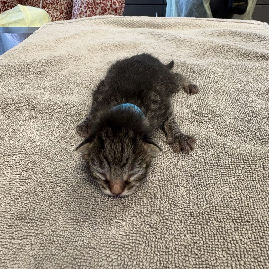 Shelter Stray Male Cat last seen Apt 2A,3461 Wilson Avenue, BRONX, NY, 10469, 326 E 110th St, New York, NY 10029, USA