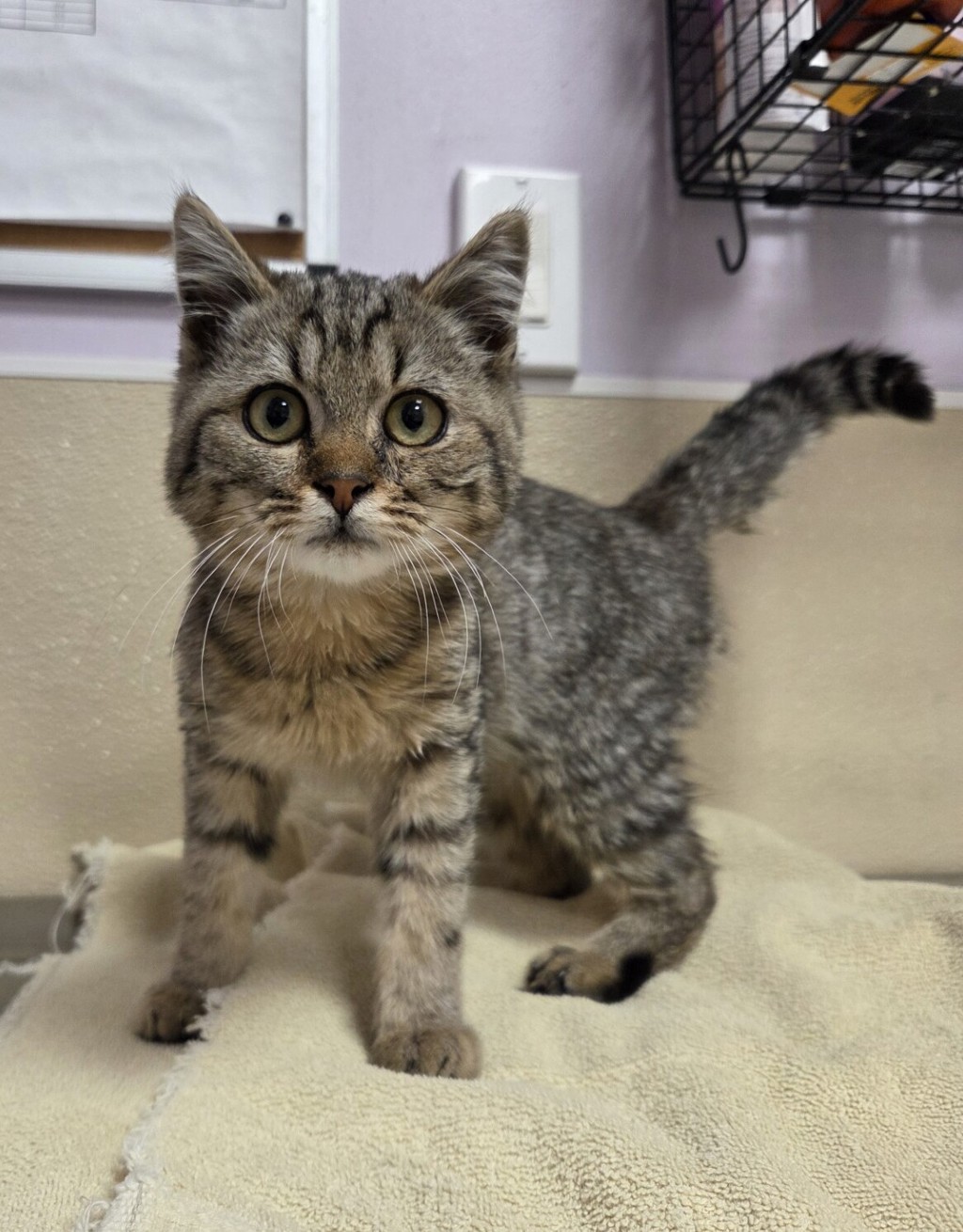 Shelter Stray Male Cat last seen NE Fourth Plain Blvd & NE 182nd Ave, VANCOUVER, WA, 98682, 1100 NE 192nd Ave, Vancouver, WA 98684, USA