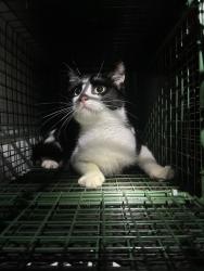 Shelter Stray Unknown Cat last seen Near Kinderly Lane, VIRGINIA BEACH, VA, 23464, 341 S Birdneck Rd, Virginia Beach, VA 23451, USA