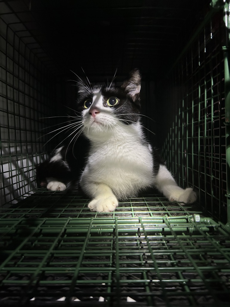 Shelter Stray Unknown Cat last seen Near Kinderly Lane, VIRGINIA BEACH, VA, 23464, 341 S Birdneck Rd, Virginia Beach, VA 23451, USA