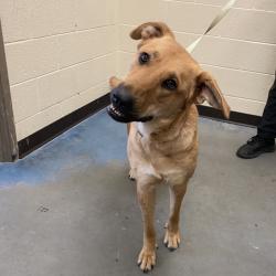 Shelter Stray Female Dog last seen , 2350 Appling City Cove, Memphis, TN 38133, USA