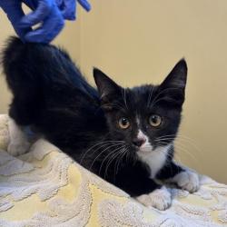 Shelter Stray Female Cat last seen , 361 S Raymond Ave, Pasadena, CA 91105, USA