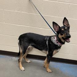Shelter Stray Female Dog last seen , 2350 Appling City Cove, Memphis, TN 38133, USA