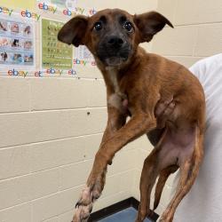 Shelter Stray Female Dog last seen , 2350 Appling City Cove, Memphis, TN 38133, USA