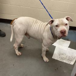 Shelter Stray Male Dog last seen , 2350 Appling City Cove, Memphis, TN 38133, USA