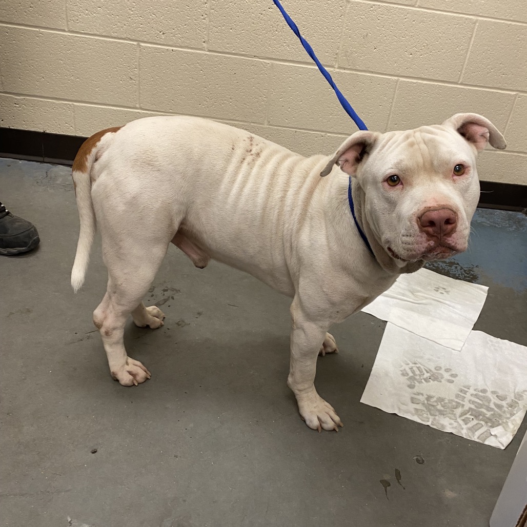 Shelter Stray Male Dog last seen , 2350 Appling City Cove, Memphis, TN 38133, USA