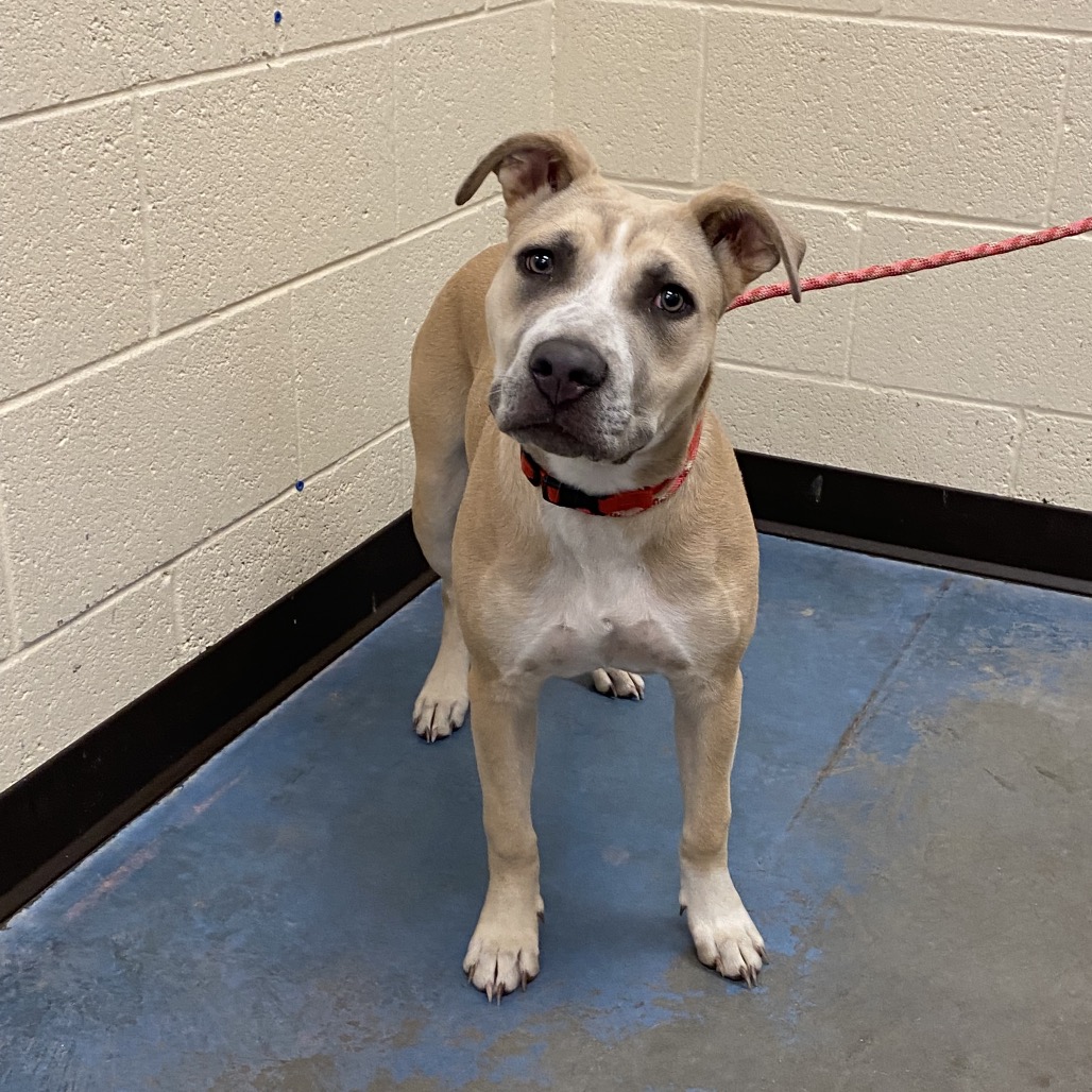 Shelter Stray Female Dog last seen , 2350 Appling City Cove, Memphis, TN 38133, USA