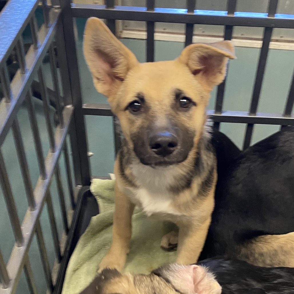 Shelter Stray Female Dog last seen , 2350 Appling City Cove, Memphis, TN 38133, USA