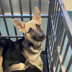 Shelter Stray Female Dog last seen , 2350 Appling City Cove, Memphis, TN 38133, USA
