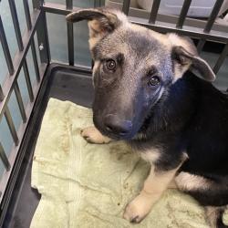 Shelter Stray Male Dog last seen , 2350 Appling City Cove, Memphis, TN 38133, USA
