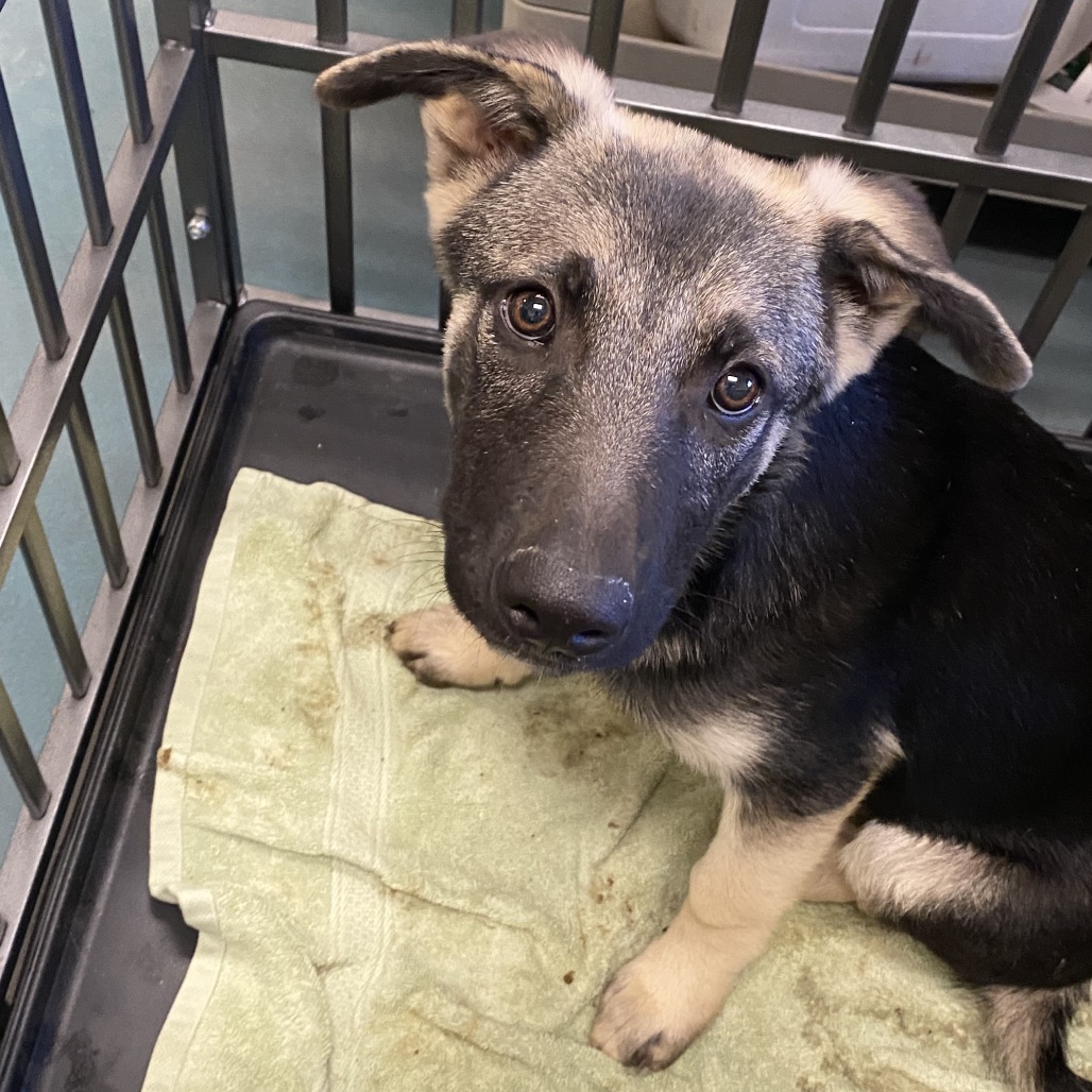 Shelter Stray Male Dog last seen , 2350 Appling City Cove, Memphis, TN 38133, USA