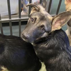Shelter Stray Female Dog last seen , 2350 Appling City Cove, Memphis, TN 38133, USA