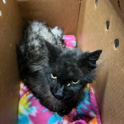 Shelter Stray Male Cat last seen , 2608 Center St, Tacoma, WA 98409, USA