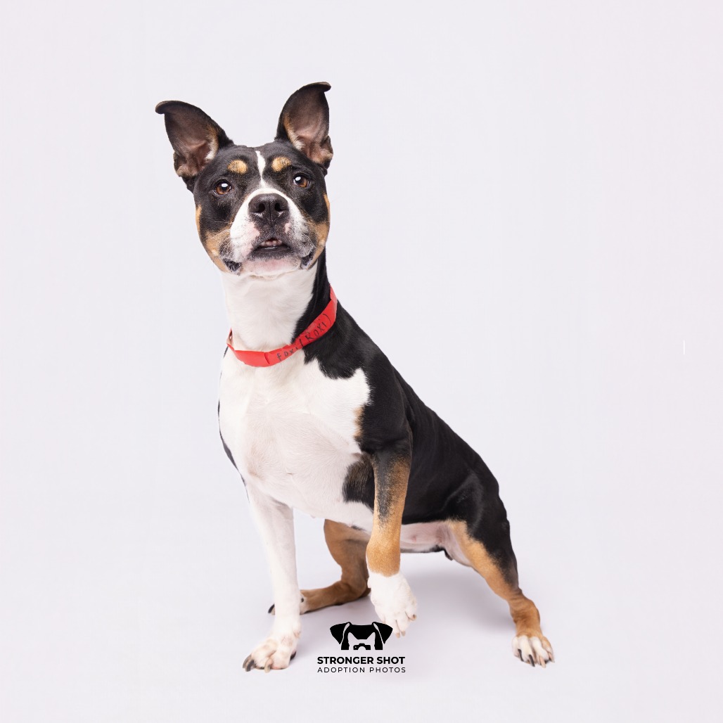 Shelter Stray Female Dog last seen , 3607 N Armenia Ave, Tampa, FL 33607, USA