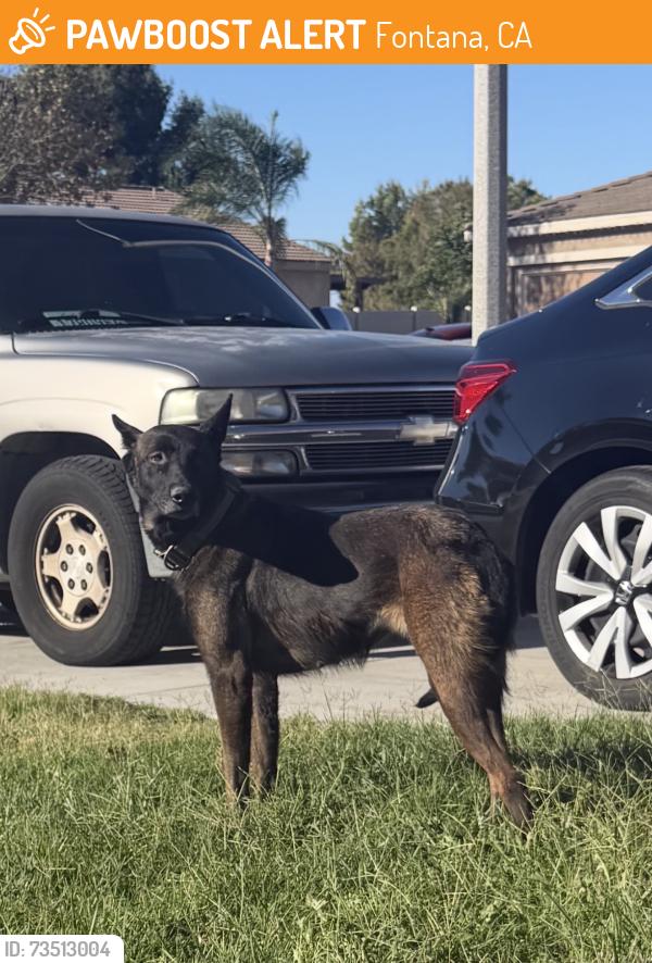 Found/Stray Unknown Dog last seen Randall, Fontana, CA 92335