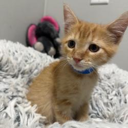 Shelter Stray Male Cat last seen , 3607 N Armenia Ave, Tampa, FL 33607, USA