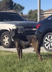 Found/Stray Unknown Dog last seen Randall, Fontana, CA 92335