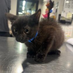Shelter Stray Male Cat last seen , 3607 N Armenia Ave, Tampa, FL 33607, USA
