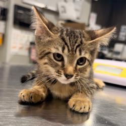 Shelter Stray Female Cat last seen , 3607 N Armenia Ave, Tampa, FL 33607, USA