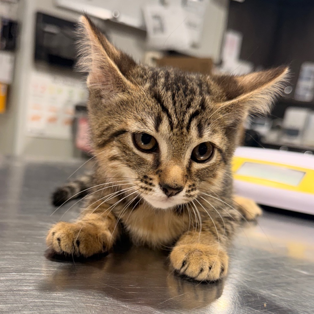 Shelter Stray Female Cat last seen , 3607 N Armenia Ave, Tampa, FL 33607, USA