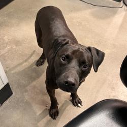 Shelter Stray Male Dog last seen , 3607 N Armenia Ave, Tampa, FL 33607, USA