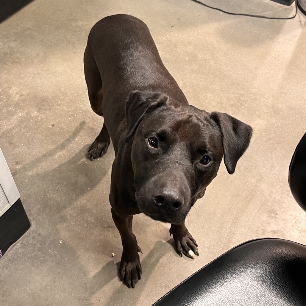 Shelter Stray Male Dog last seen , 3607 N Armenia Ave, Tampa, FL 33607, USA