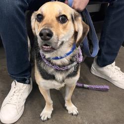 Shelter Stray Male Dog last seen , 3607 N Armenia Ave, Tampa, FL 33607, USA
