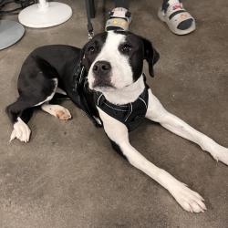 Shelter Stray Female Dog last seen , 3607 N Armenia Ave, Tampa, FL 33607, USA