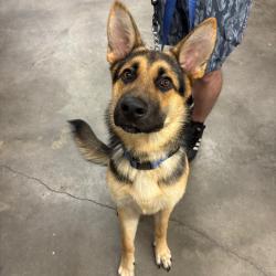 Shelter Stray Male Dog last seen , 3607 N Armenia Ave, Tampa, FL 33607, USA