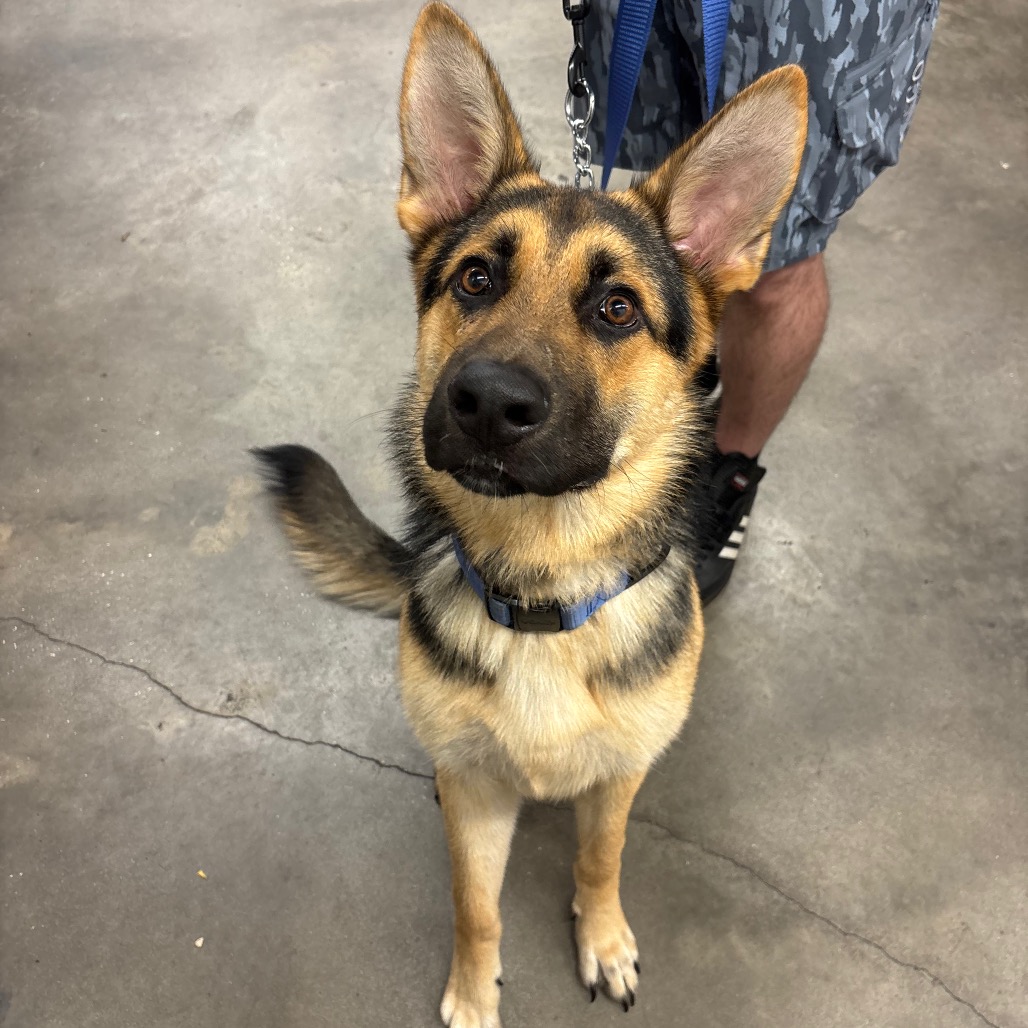 Shelter Stray Male Dog last seen , 3607 N Armenia Ave, Tampa, FL 33607, USA