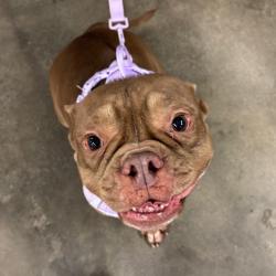 Shelter Stray Female Dog last seen , 3607 N Armenia Ave, Tampa, FL 33607, USA