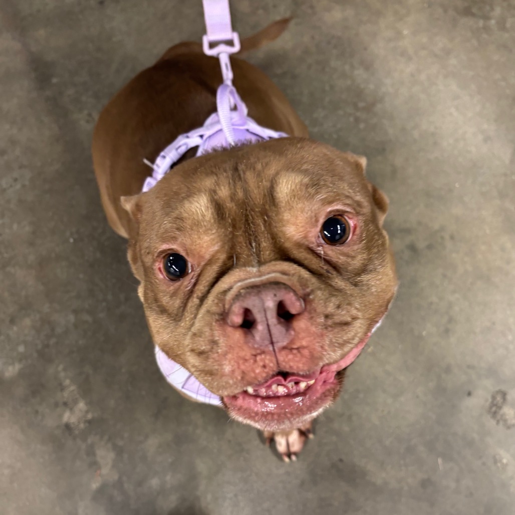 Shelter Stray Female Dog last seen , 3607 N Armenia Ave, Tampa, FL 33607, USA