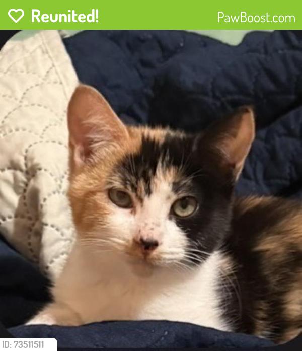 Reunited Female Cat last seen Near Broadway, Temple City, CA 91780, USA, Temple City, CA 91780