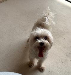 Found/Stray Male Dog last seen TurningStone Neighborhood FM1103, Cibolo, TX 78108