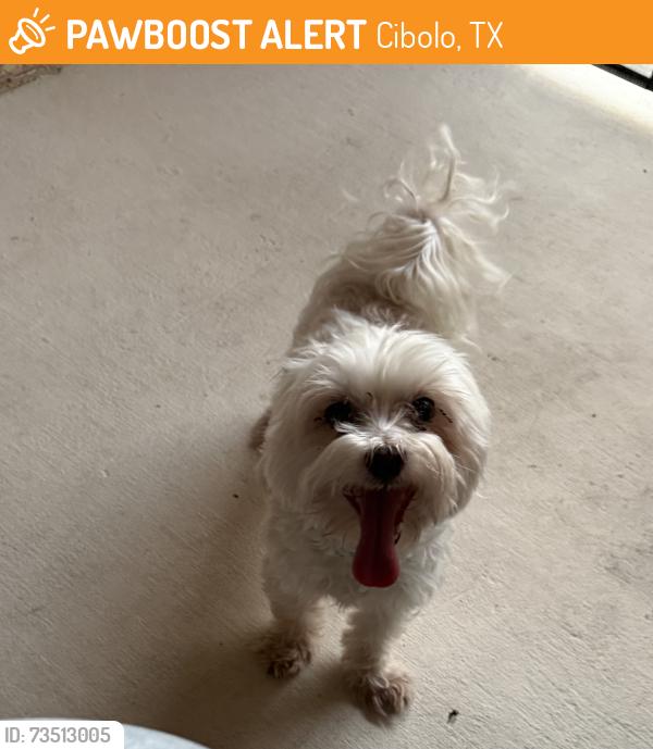 Found/Stray Male Dog last seen TurningStone Neighborhood FM1103, Cibolo, TX 78108