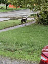 Found/Stray Unknown Dog last seen 2nd and Millwood Ave, Wichita, KS 67203