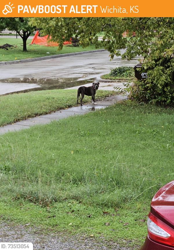 Found/Stray Unknown Dog last seen 2nd and Millwood Ave, Wichita, KS 67203
