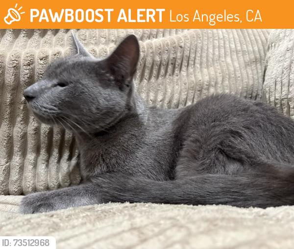 Found/Stray Unknown Cat last seen Found on Newcastle Street by BevMo, Los Angeles, CA 91316