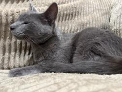 Found/Stray Unknown Cat last seen Found on Newcastle Street by BevMo, Los Angeles, CA 91316