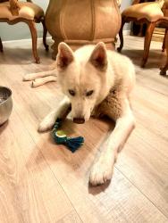 Found/Stray Unknown Dog last seen Sun city palm desert ca, Palm Desert, CA 92211